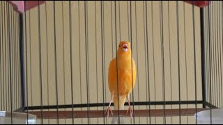 Belgian canary tempts all the canaries to sing - the most magical training