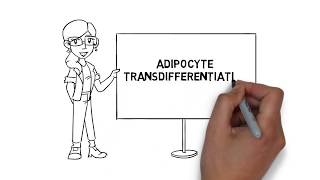 Adipocyte Transdifferentiation Summary Video