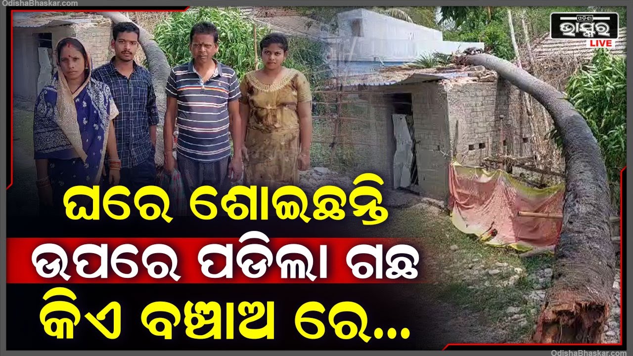 କାଳବୈଶାଖୀରେ ଘର ଉପରେ ମାଡି ବସିଲା ତାଳ ଗଛ, କିଏ ଅଛ ବଞ୍ଚାଅରେ...