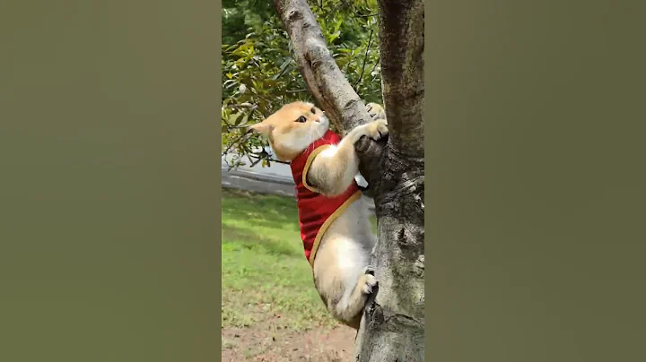 Video 11885671: cat kitten kitty meow, kittens meowing kitty funny, kitten meowing purring