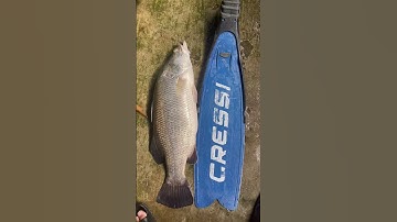 Cá Vược 5kg béo tròn quay luôn mọi ngừoi ạ 🍀