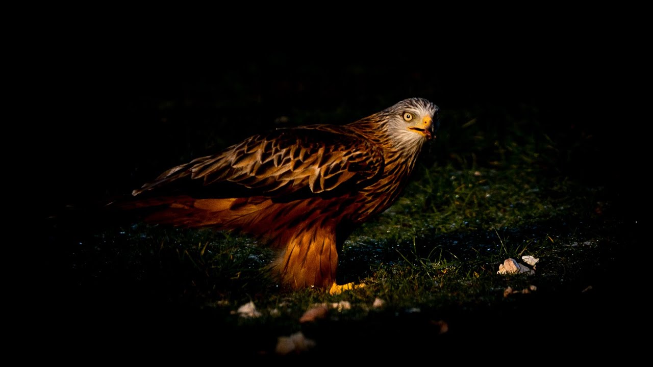 The Red Kite: A conservation success story