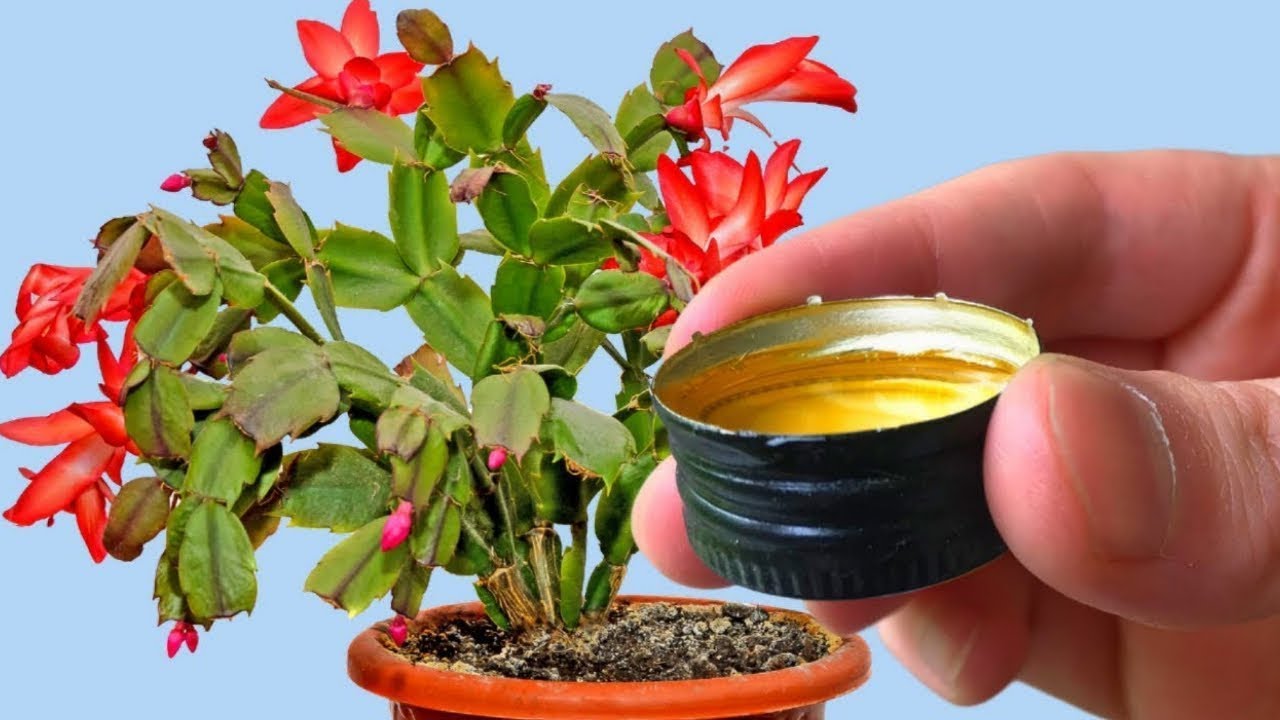 1 Чайная ложечка под любой домашний цветок и пышное цветение вам обеспечено! Цветет Вмиг