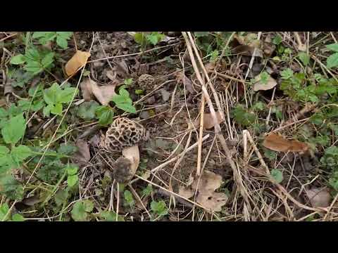 Morilles 2021 Le