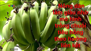 Nông dân làm giàu nhờ mô hình trồng chuối tiêu hồng theo hướng liên kết