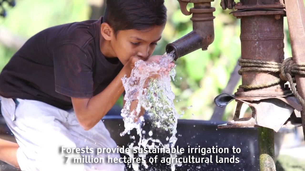 Forest is Life / Society of Filipino Foresters, Inc. (SFFI)