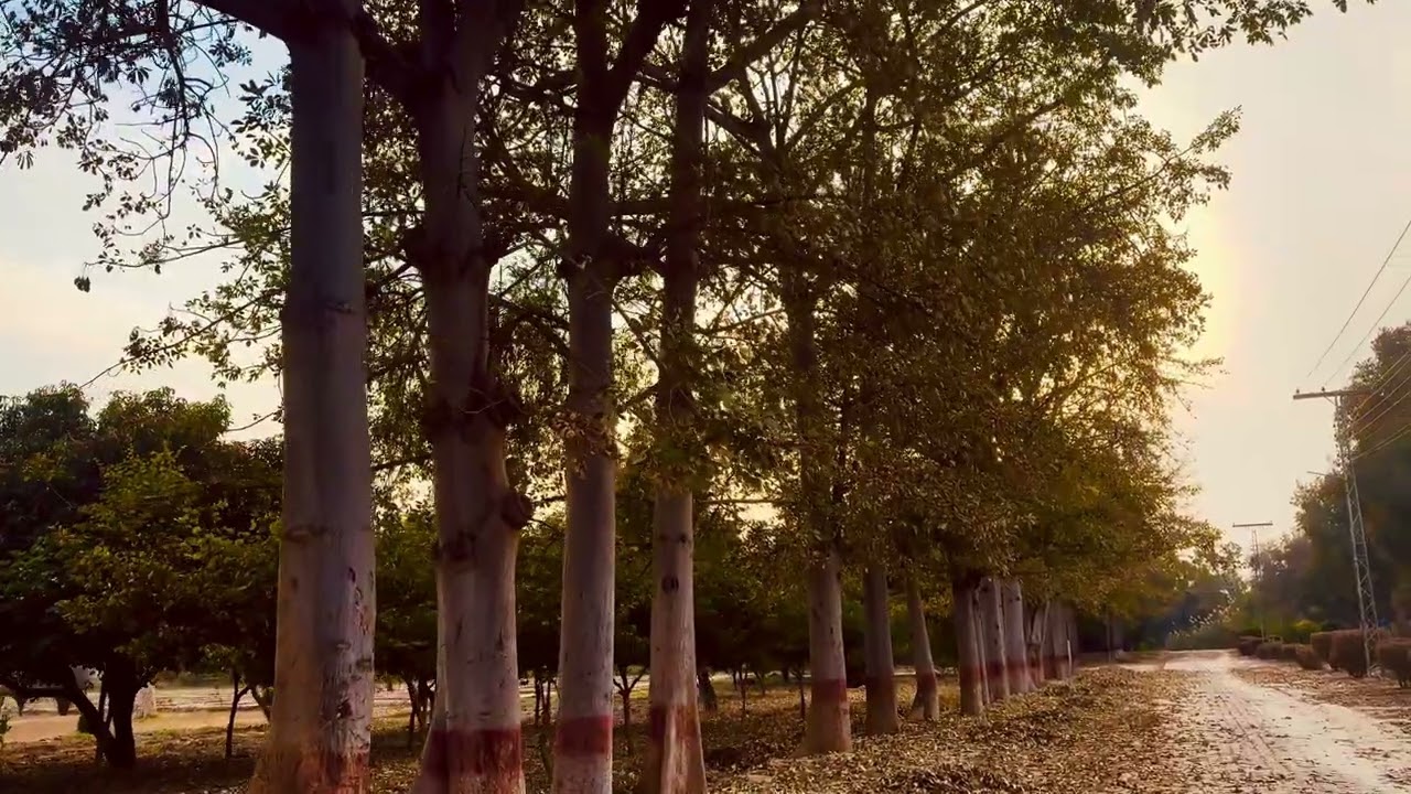 Peaceful Tree-Lined Road in Autumn | Relaxing Nature Scenery