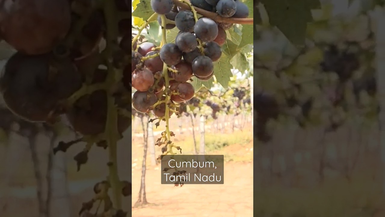 Jenis Grapes 🍇 - Picturesque grape farm in Cumbum. Their shop nearby offers grapes, wine and juice.