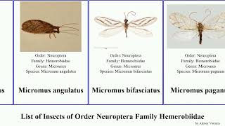 List Of Insects Of Order Neuroptera Family Hemerobiidae Hemerobius Wesmaelius Micromus Stigma Pini