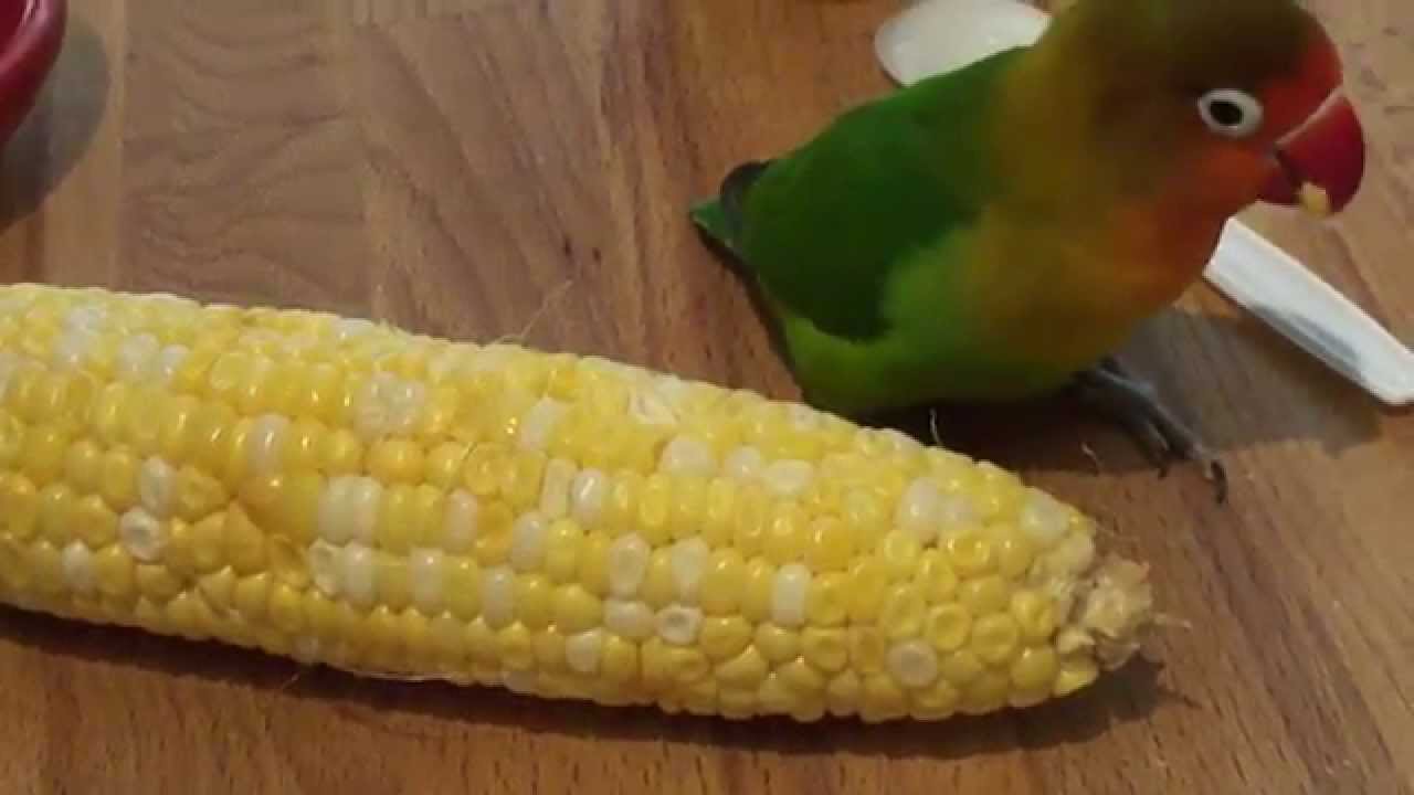 Lovebird Eating Corn On The Cob 2 YouTube lovebird-eating-corn-on-the-cob-2-youtube