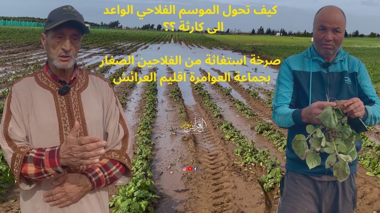 العرائش نيوز: كيف تحول الموسم الفلاحي من موسم واعد الى كارثة.. الفلاح بمنطقة العوامرة مهدد بالفناء