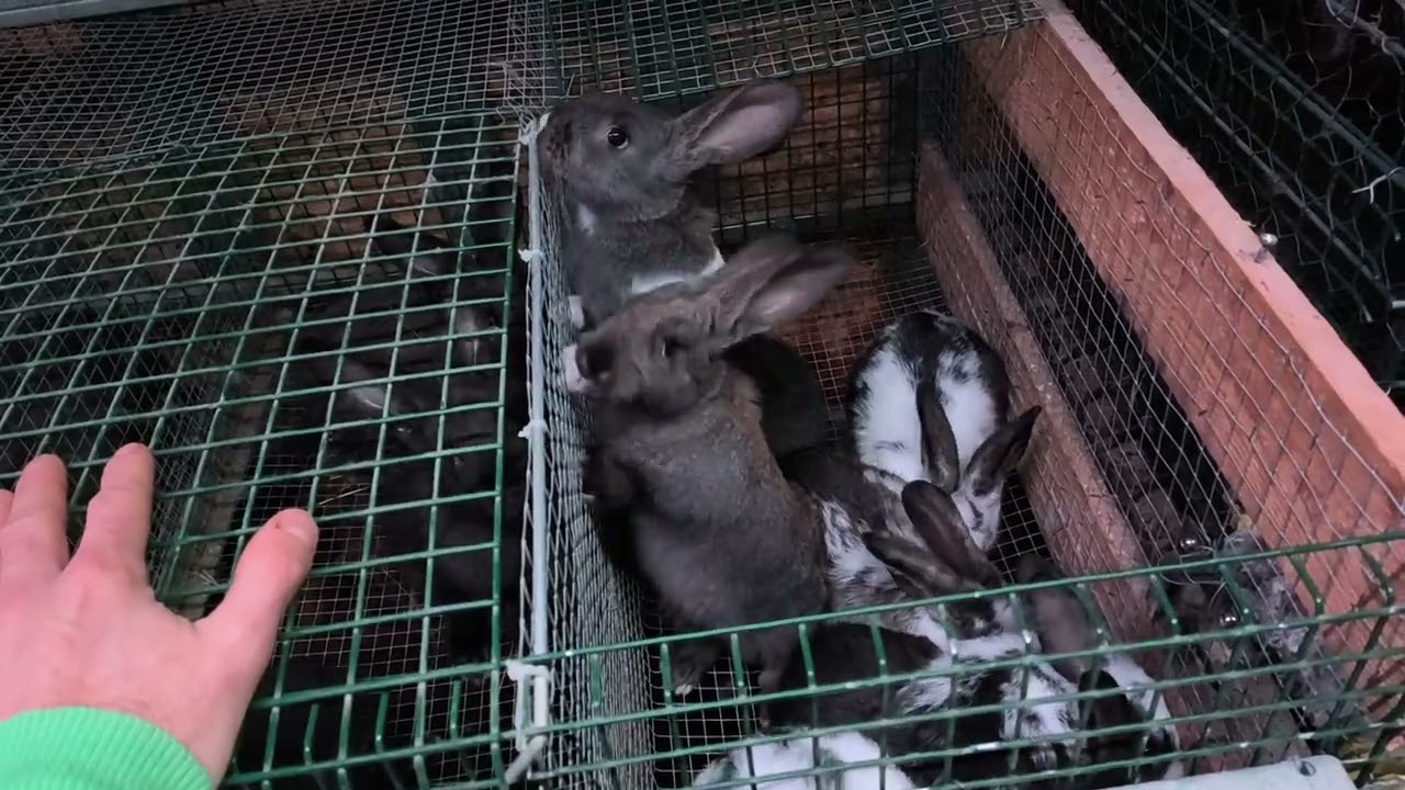 odstav králičat v 33 dňoch 0,98kg a potrebujem nového samca