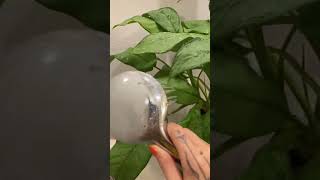 It’ll be so much happier now! 😍🌱🚿