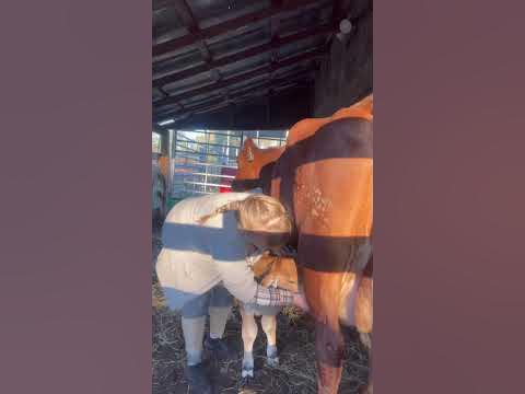 Мама-корова отказалась кормить теленка 🐮 #ферма #коровы #телята - YouTube