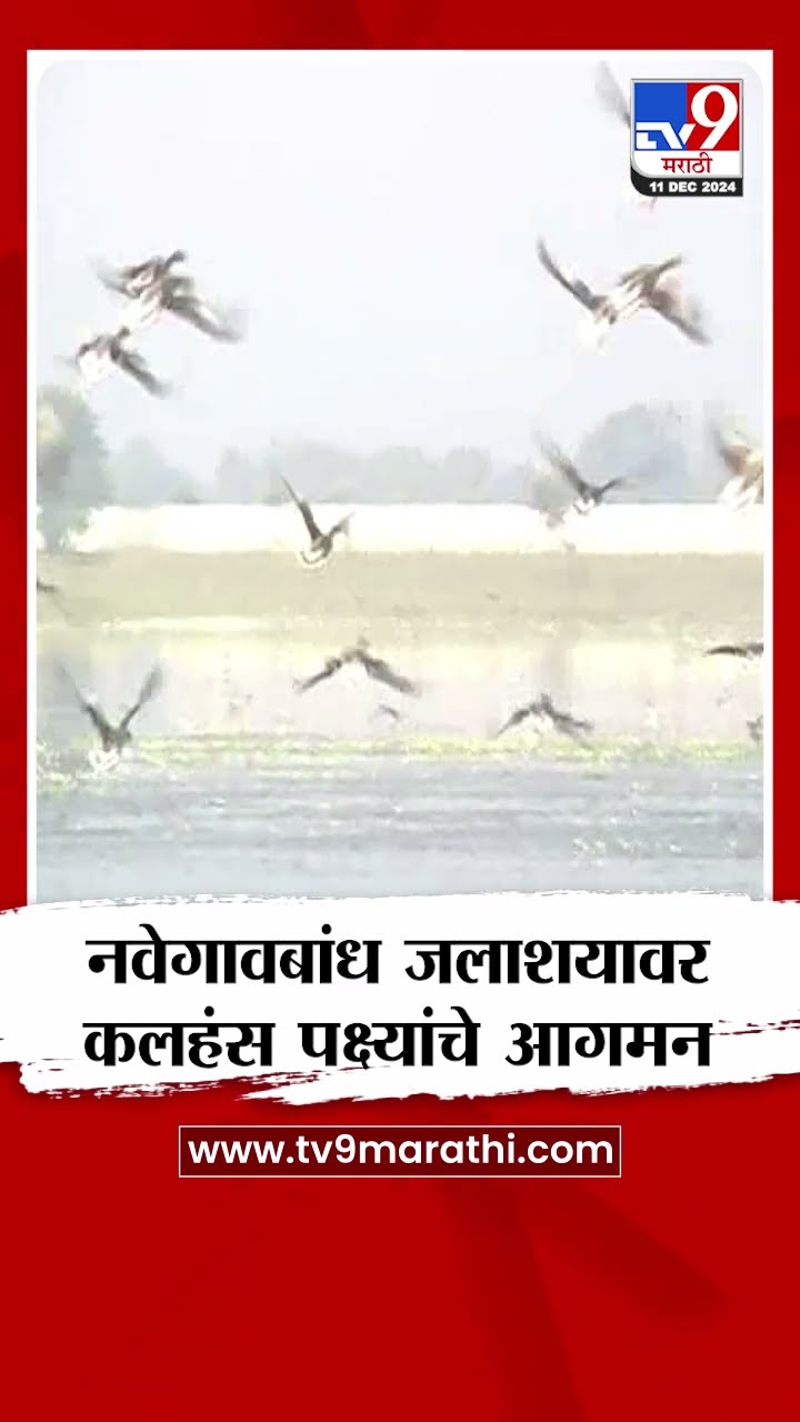 Gondia  | नवेगावबांध जलाशयावर कलहंस पक्ष्यांचे आगमन
