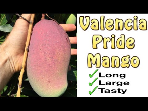 Valencia Pride Mango Fruit Tree Grafted - Long, Large & Tasty Mangos
