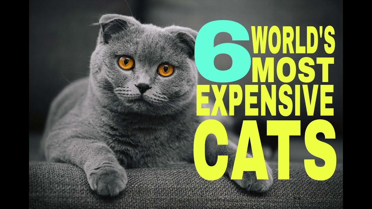 The most expensive cats in the world YouTube