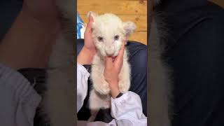 🦁🦁🦁WOW!!! adorable lion cub #lioncub #lion #kitten #foryou #cute #kitty #adorable