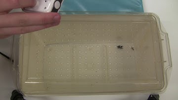 Science Final Project Presentation Video 1