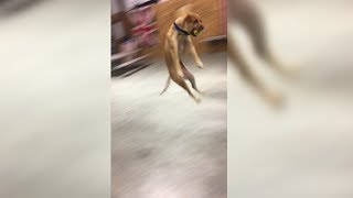 He Didn't Know What He Hit Him 🐶😂😂😂