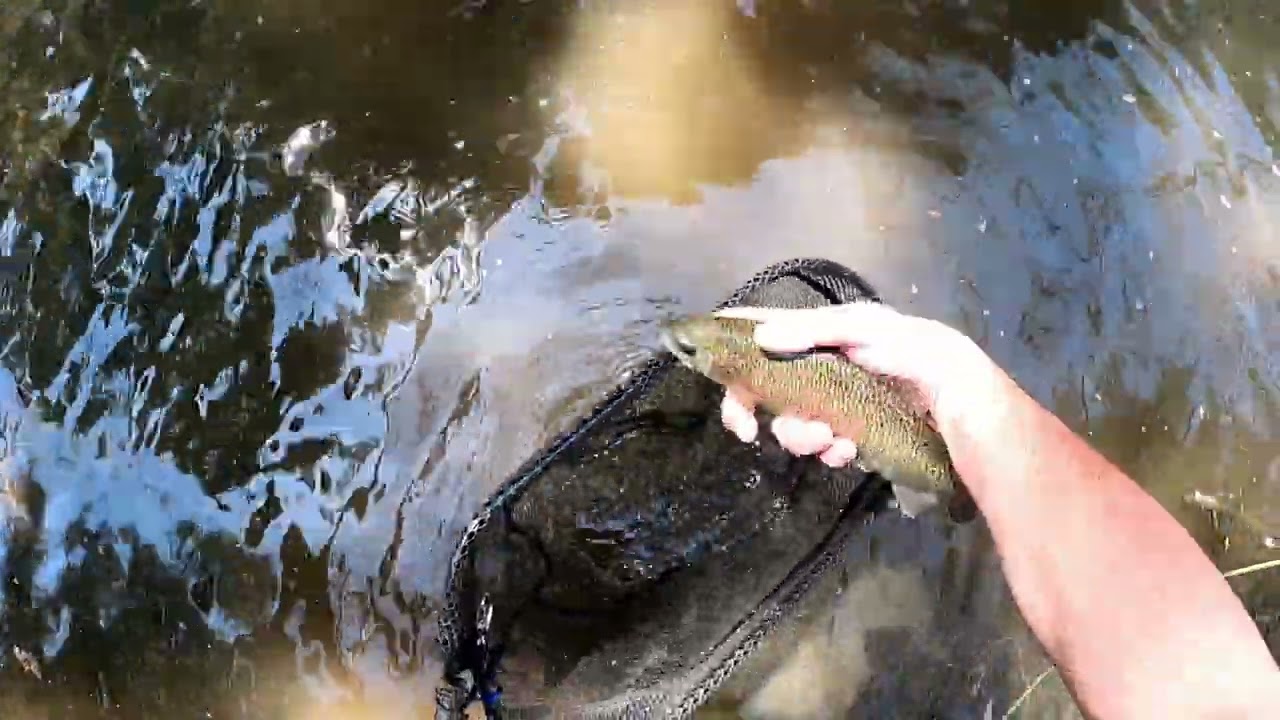 Pa Trout Fishing Little Schuylkill River