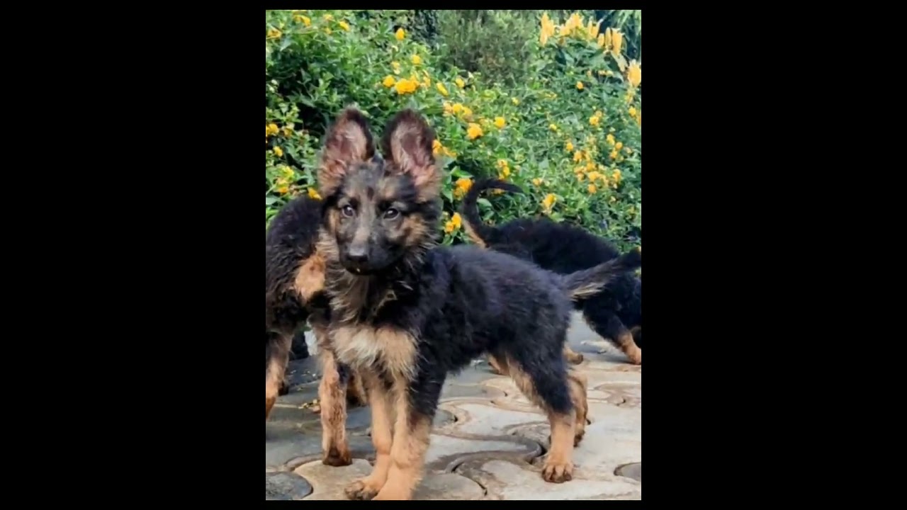 1-3 months Male Purebred German Shepherd