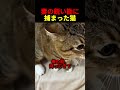 妻の鋭い勘に捕まった猫