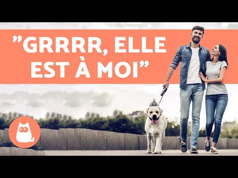 Vidéo: Demandez à un dresseur - Chien jaloux