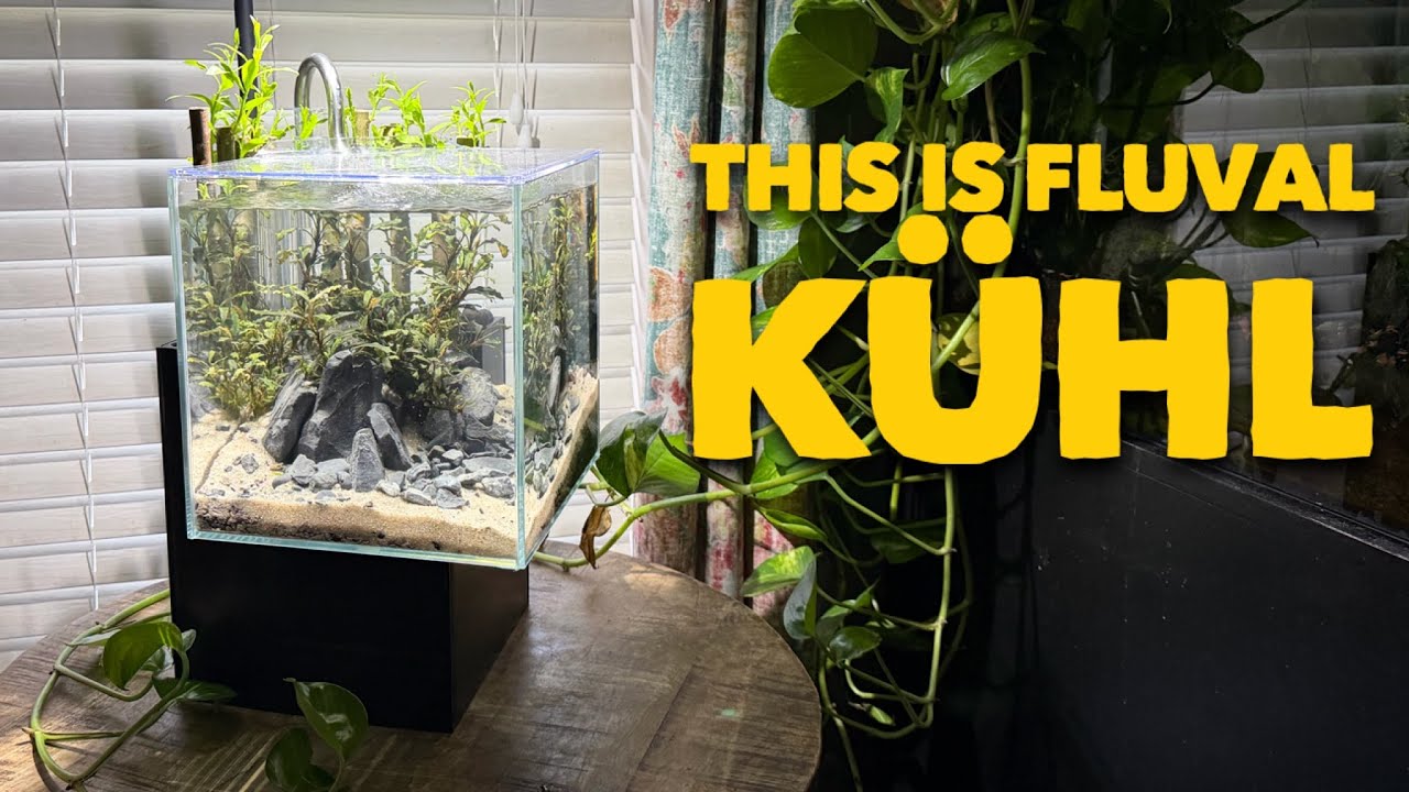 Fluval Kühl Aquascape | Hardscape, Plants & First Impressions