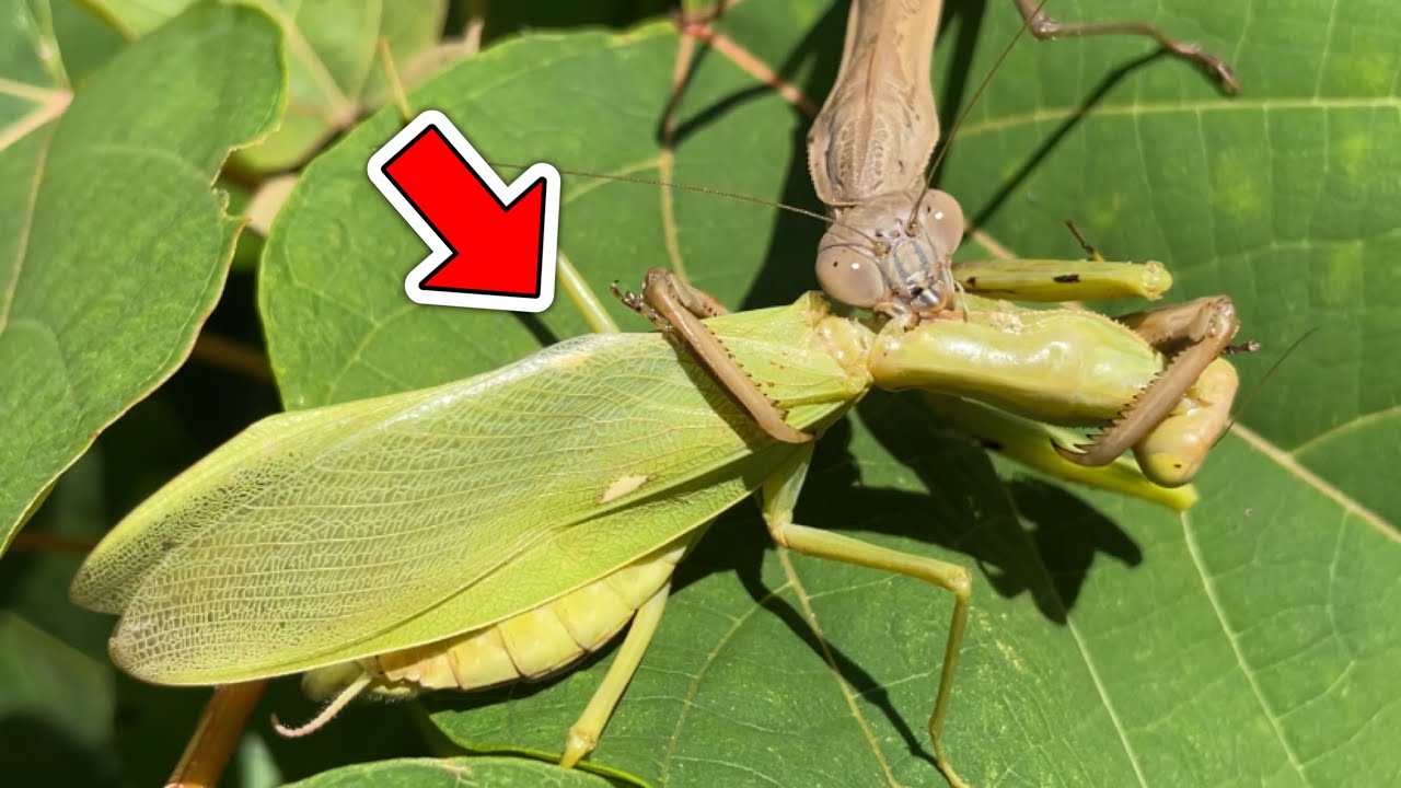 虫タマゴラス カマキリ カマキリの卵に寄生するカツオブシムシ : ありんこ日記 AntRoom 虫