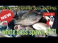 lake conroe white bass spawn 2021- part 1