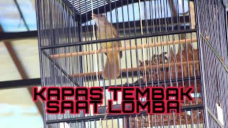 Kompilasi Video Burung Kapas Tembak Saat Lomba by Ranah Kicau Channel