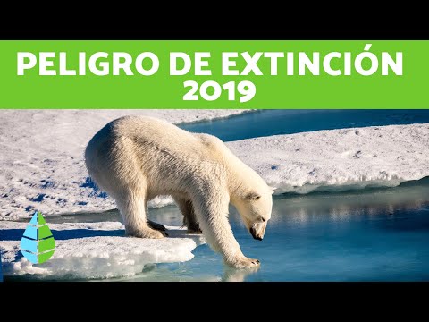 15 ANIMALES en PELIGRO de EXTINCIÓN 2019