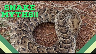 2 Myths About Snakes!