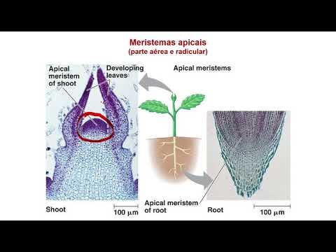 Vídeo: O que é crescimento determinado nas plantas?