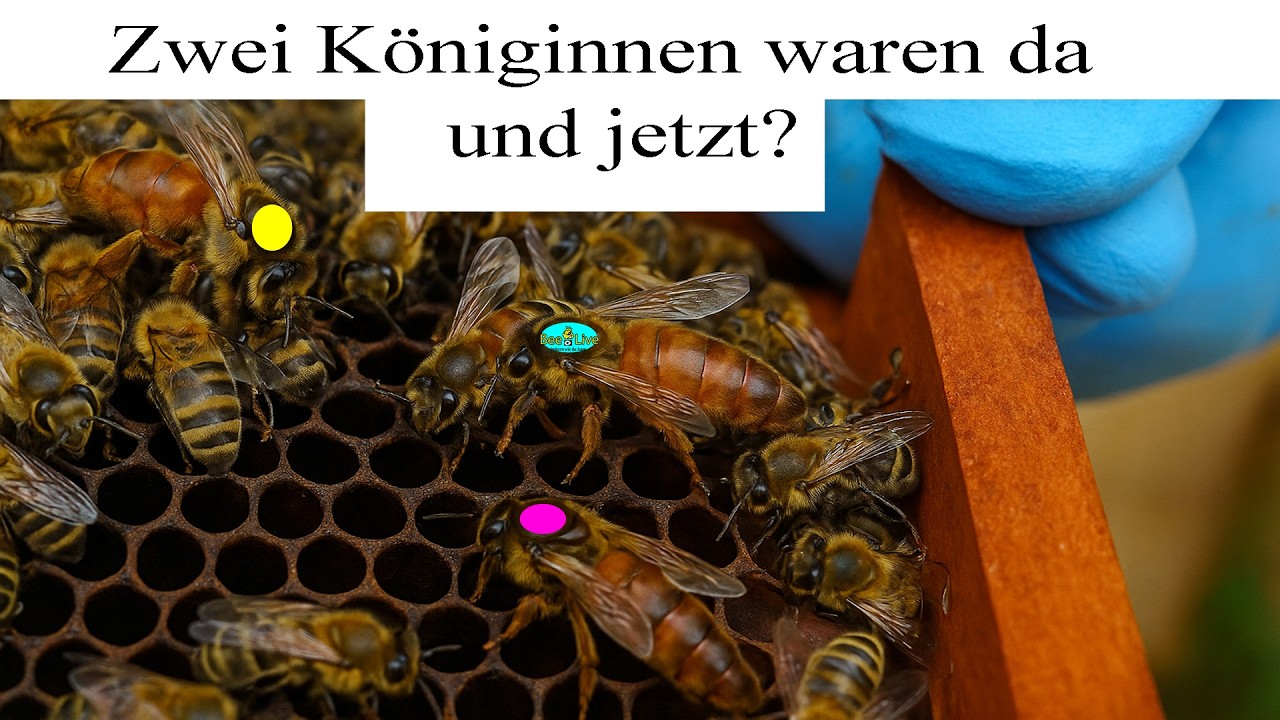 Stille Umweiselung – ist noch eine da?! Jetzt zählt jede Königin – Räuberei im Anflug!