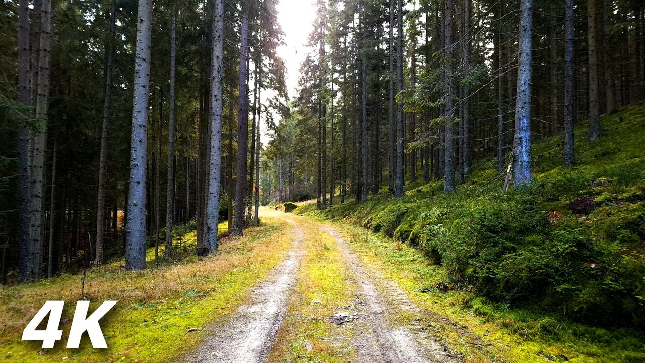 Train Tracks In The Woods - ASMR Relaxing Virtual Forest Walk 4k Nature ...