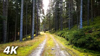 Train Tracks In The Woods - ASMR Relaxing Virtual Forest Walk 4k Nature Sounds No Music
