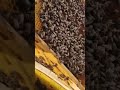Relax on my apiary #music #bee #workerbee #beekeeping