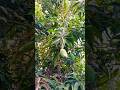 Mango Tree 🥭