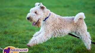 Teddy  Lakeland Terrier  5 Week Dog Aggression Residential Training