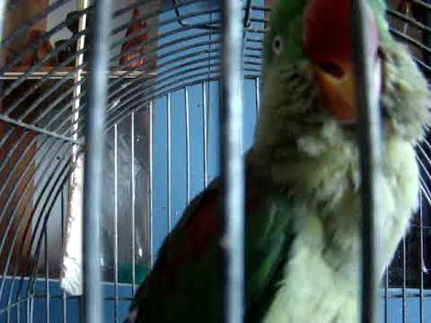 Videó: Hogyan Lehet Lerakni Egy Papagáj Pénztárcát