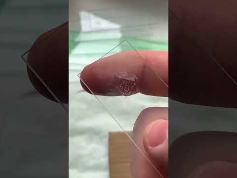 Новорожденные науплии артемии, разновидности морского планктона #наука #море