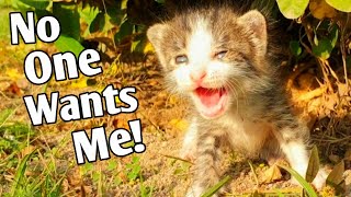 Try to save life of poor kitten by Tiny Kittens - Rescue Center 163,046 views 1 year ago 44 minutes