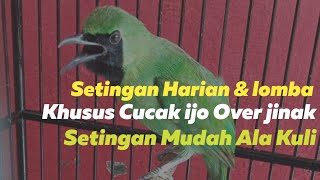 cara U0026 Perawatan Settingan Harian Dan Lomba Cucak Ijo Over Jinak