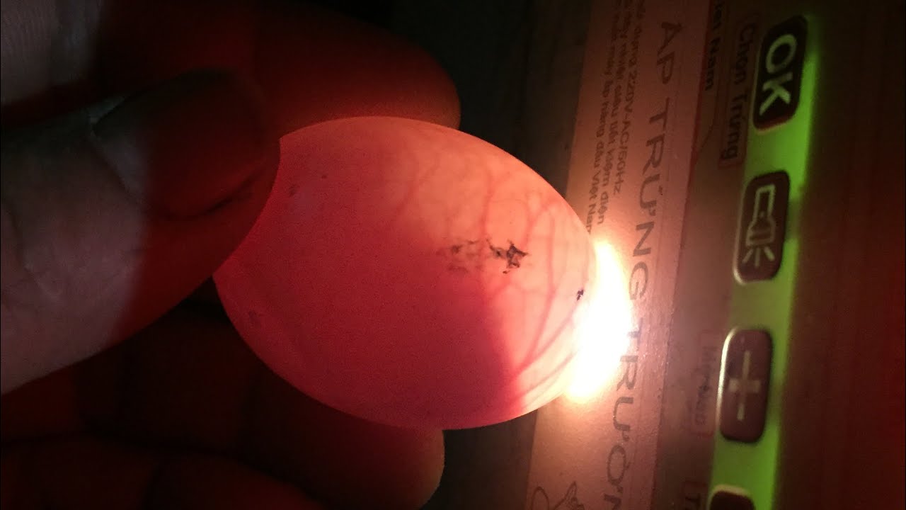 Năm đen tv .cách soi trứng chim bồ câu .đẻ bao nhiêu ngày thì soi trứng được