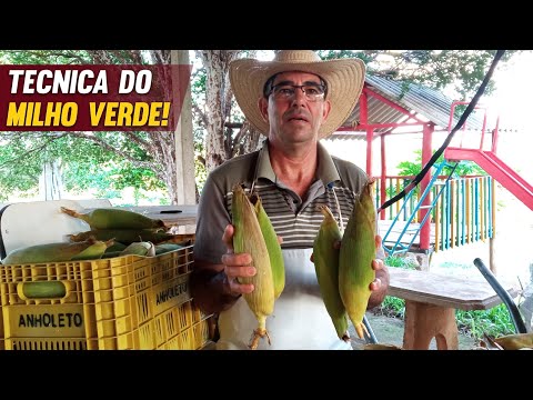 Vídeo: Você deve refrigerar a massa de milho?