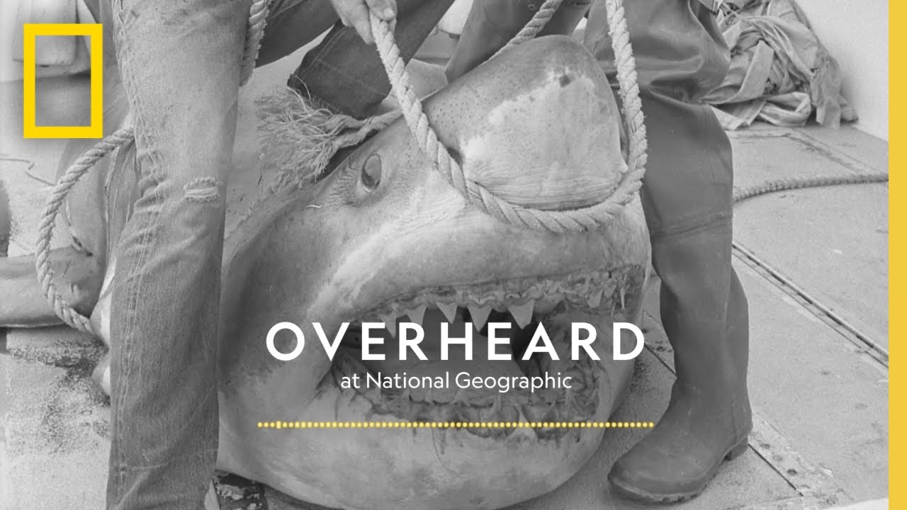 ⁣Do Shark Stories Help Sharks? | Podcast | Overheard at National Geographic