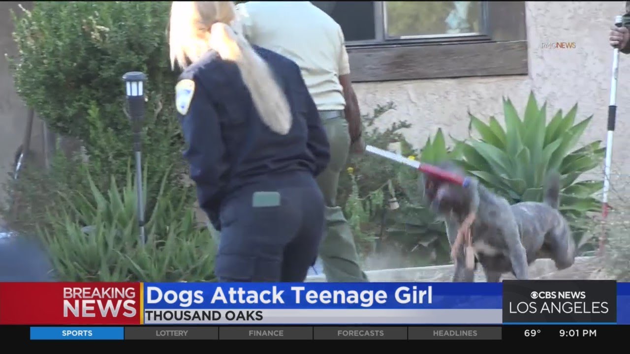 Teenage girl seriously injured after being attacked by six dogs in Thousand  Oaks - YouTube