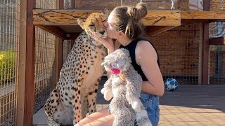 Неужели возможно зацеловать гепарда? Герда и Маша и их взаимоотношения❤️